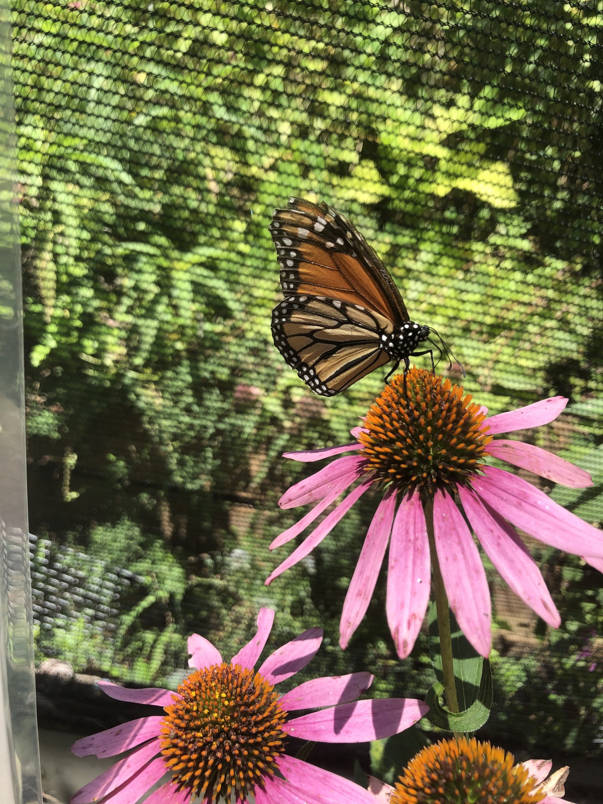 Home North Texas Butterfly Gardens